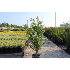 Hibiscus Syriacus( Ağaç  Hatmi) Hibiscus Syriacus( Ağaç  Hatmi)