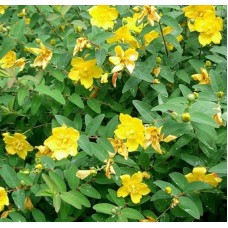 Hypericum Hidcote( Koyunkıran) Hypericum Hidcote( Koyunkıran)