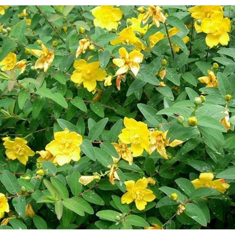 Hypericum Hidcote( Koyunkıran)