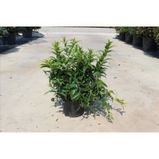 Leucothea Scarletta Zeblid (Apollon Çiçeği) Leucothea Scarletta Zeblid (Apollon Çiçeği)