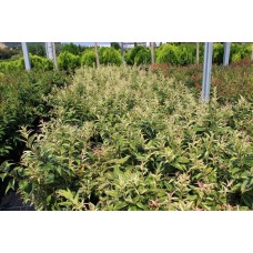 Leucothea Walteri Rainbow (Apollon Çiçeği) Leucothea Walteri Rainbow (Apollon Çiçeği)