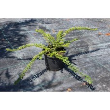 Loniera Pileata( Yayılıcı Hanımeli) Loniera Pileata( Yayılıcı Hanımeli)