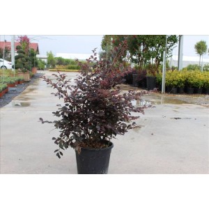 Loropetalum Chınense( Loropetalum Çin Ardıcı)Nergis Peysaj
 Loropetalum Chınense( Loropetalum Çin Ardıcı)Nergis Peysaj