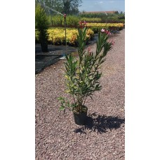 Nerıum Oleander( Zakkum)Nergis Peysaj
Nerıum Oleander( Zakkum)Nergis Peysaj