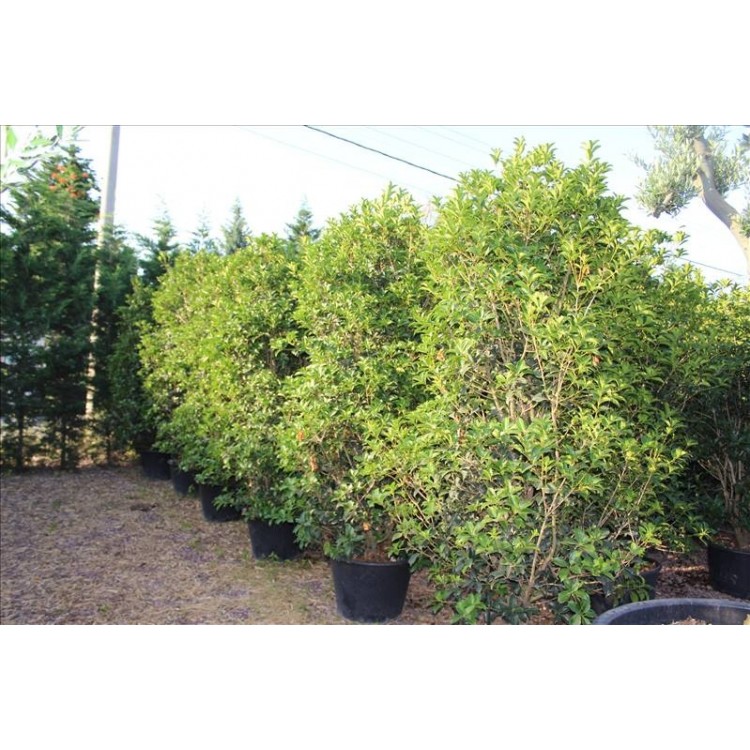 Osmanthus Aquifolium (Osmanthus Parfüm Ağacı)