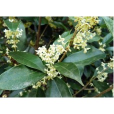 Osmanthus Fragrans( Osmanthus Parfüm Ağacı) Osmanthus Fragrans( Osmanthus Parfüm Ağacı)