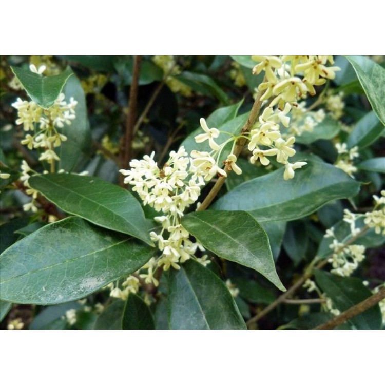 Osmanthus Fragrans( Osmanthus Parfüm Ağacı)