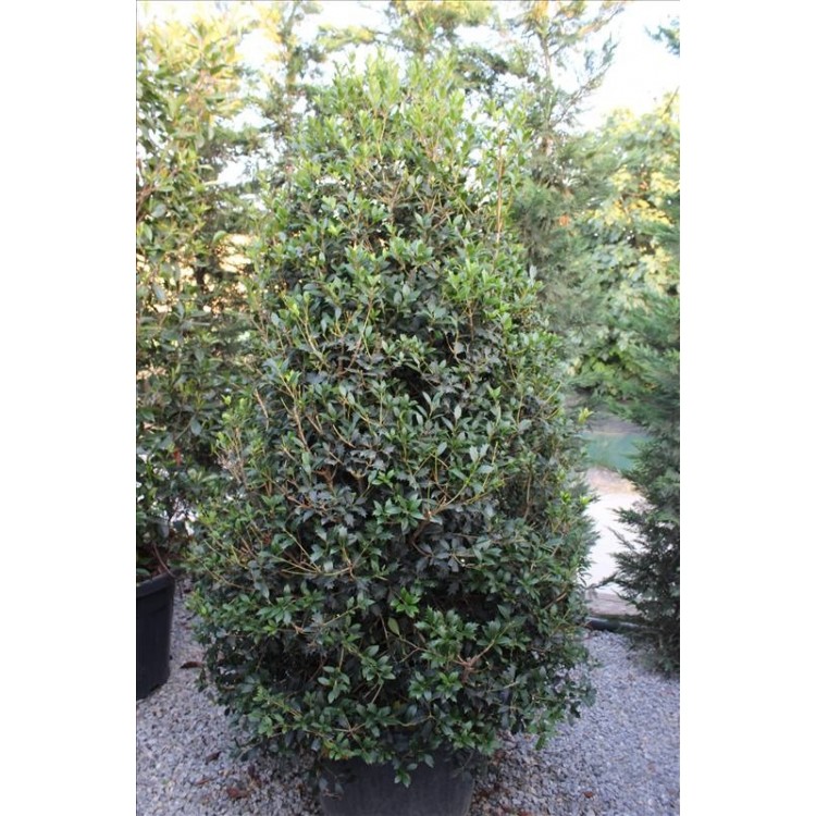 Osmanthus Ilicifolius( Osmanthus Parfüm Ağacı)