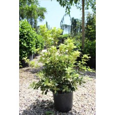 Osmanthus Ilicifolius Tricolor( Osmanthus Parfüm Ağacı) Osmanthus Ilicifolius Tricolor( Osmanthus Parfüm Ağacı)