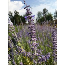 Perovskıa( Rus Adaçayı)Nergis Peysaj
 Perovskıa( Rus Adaçayı)Nergis Peysaj