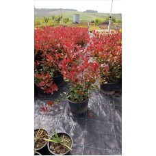 Photınıa Fraserı Lıttle Red Robın( Bodur Alev Çalısı)Nergis Peysaj
 Photınıa Fraserı Lıttle Red Robın( Bodur Alev Çalısı)Nergis Peysaj