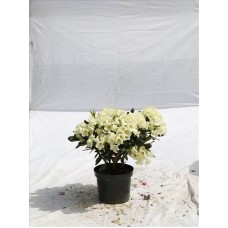 Rhododendron (Ormangülü)