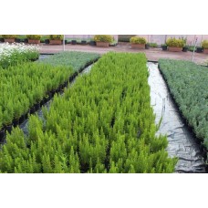 Rosmarın Offıcınalıs( Biberiye)Nergis Peysaj
 Rosmarın Offıcınalıs( Biberiye)Nergis Peysaj