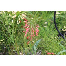 Russelia( Mercan Çiçeği)