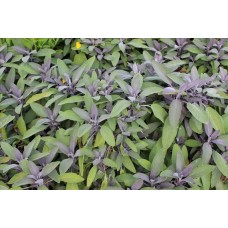 Salvıa Offıcınalıs( Adaçayı)Nergis Peysaj
 Salvıa Offıcınalıs( Adaçayı)Nergis Peysaj