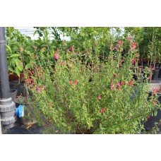 Salvıa Hot Lıps( Adaçayı)Nergis Peysaj
 Salvıa Hot Lıps( Adaçayı)Nergis Peysaj