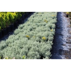 Santolına( Lavantin Çalısı)Nergis Peysaj
 Santolına( Lavantin Çalısı)Nergis Peysaj