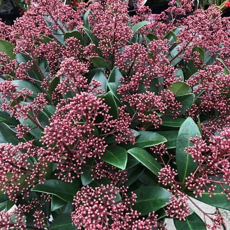 Skimmia Japonica( Köpük Çalısı)