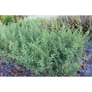 Spıraea Japonıca Vanhoutteı( Beyaz Keçi Sakalı)Nergis Peysaj
 Spıraea Japonıca Vanhoutteı( Beyaz Keçi Sakalı)Nergis Peysaj