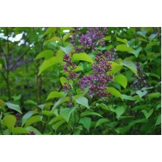 Syrınga Vulgarıs( Leylak)Nergis Peysaj
