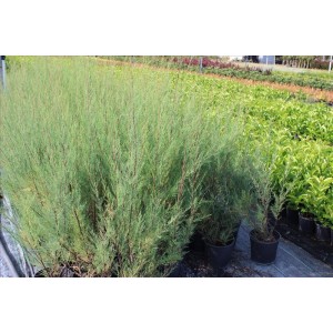 Tamarix (Ilgın) Tamarix (Ilgın)