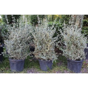 Teucrıum Frutıcans( Zeytin Çalısı)Nergis Peysaj
 Teucrıum Frutıcans( Zeytin Çalısı)Nergis Peysaj