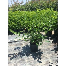 Vıburnum Lucıdum( Parlak Yapraklı Kartopu)Nergis Peysaj
 Vıburnum Lucıdum( Parlak Yapraklı Kartopu)Nergis Peysaj