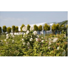 Vıburnum Opulus( Japon Kartopu Çınar Yapraklı Kartopu)Nergis Peysaj
 Vıburnum Opulus( Japon Kartopu Çınar Yapraklı Kartopu)Nergis Peysaj