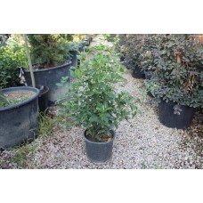 Vıburnum Tınus( Defne Yapraklı Kartopu)Nergis Peysaj
 Vıburnum Tınus( Defne Yapraklı Kartopu)Nergis Peysaj