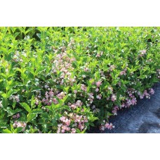 Weigelia Florida( Gelin Tacı) Weigelia Florida( Gelin Tacı)