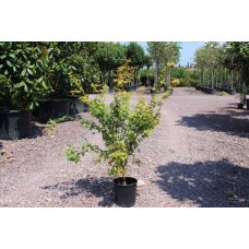 Acer Palmatum Sango Kaku( Japon Akçaağaç)Nergis Peyzaj
