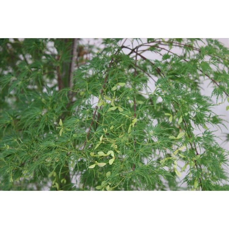 Acer Palmatum Seıryu( Japon Akçaağaç)Nergis Peyzaj
