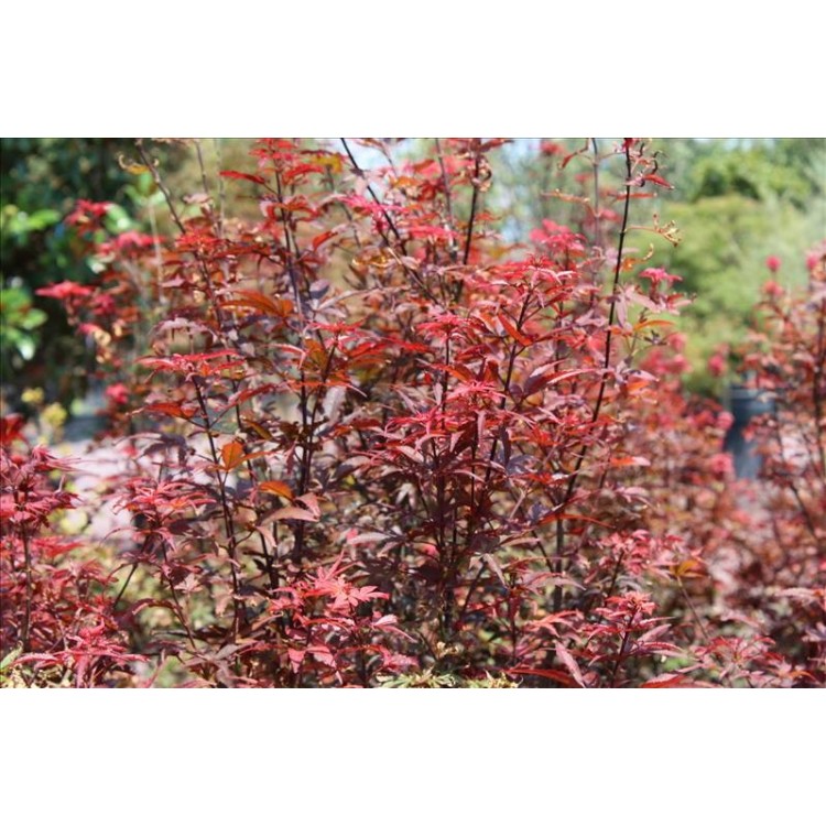 Acer Palmatum Skeeters Broom( Japon Akçaağaç)Nergis Peyzaj
