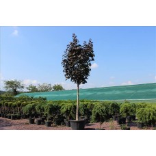 Acer Platanoıdes Crımson Kıng( Kırmızı Çınar Yapraklı Akçaağaç
