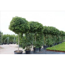 Acer Platanoıdes Globosum( Top Akçaağaç)Nergis Peyzaj
 Acer Platanoıdes Globosum( Top Akçaağaç)Nergis Peyzaj