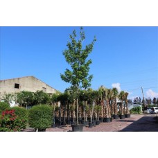 Acer Rubrum(Kızıl Akçaağaç)Nergis Peyzaj
