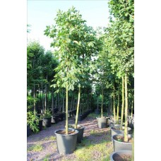 Aesculus Carnea( Kırmızı Çiçekli At Kestanesi)Nergis Peyzaj
 Aesculus Carnea( Kırmızı Çiçekli At Kestanesi)Nergis Peyzaj