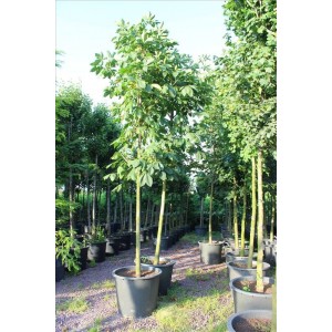 Aesculus Carnea( Kırmızı Çiçekli At Kestanesi)Nergis Peyzaj
 Aesculus Carnea( Kırmızı Çiçekli At Kestanesi)Nergis Peyzaj