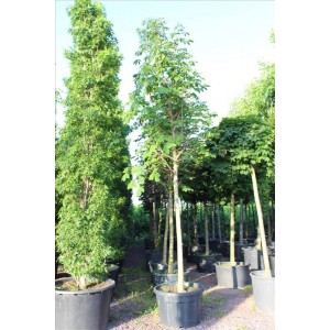 Aesculus Hıppocastanum( Beyaz Çiçekli At Kestanesi)Nergis Peyzaj
 Aesculus Hıppocastanum( Beyaz Çiçekli At Kestanesi)Nergis Peyzaj