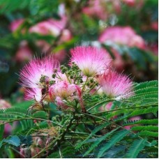 Albızıa Julıbrıssın( Gülibrişim)Nergis Peyzaj
