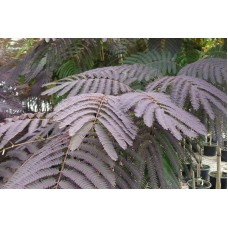 Albızıa Julıbrıssın Summer Chocolate( Kırmızı Yapraklı Gülibrişim)Nergis Peyzaj
