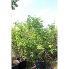 Amelanchıer Lamarckıı( Taş Armutu)Nergis Peyzaj
Amelanchıer Lamarckıı( Taş Armutu)Nergis Peyzaj