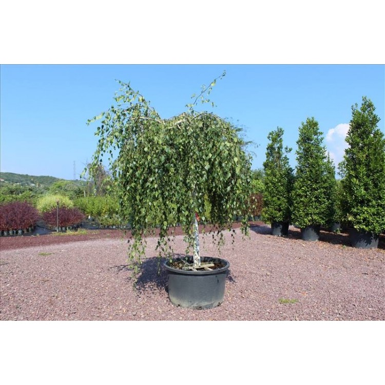 Betula Pendula Youngıı( Sarkık Dallı Huş)Nergis Peyzaj
