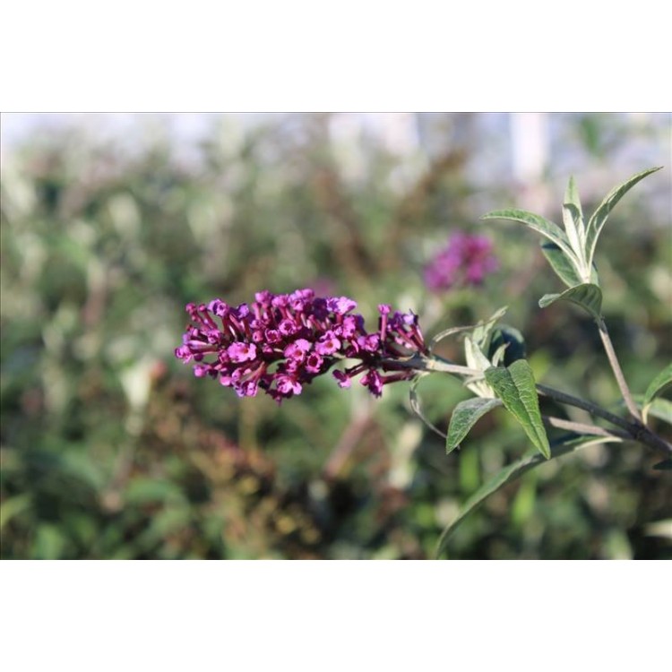 Buddleıa( Kelebek Çalısı)Nergis Peyzaj
