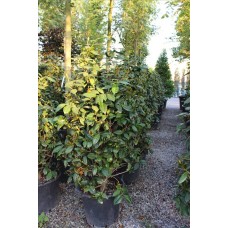 Camellıa Japonıca( Japon Kamelyası)Nergis Peyzaj
 Camellıa Japonıca( Japon Kamelyası)Nergis Peyzaj