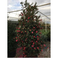 Camellıa Sasanqua( Kış Kamelyası)Nergis Peyzaj
 Camellıa Sasanqua( Kış Kamelyası)Nergis Peyzaj