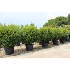 Carpınus Betulus( Adi Gürgen)Nergis Peyzaj
 Carpınus Betulus( Adi Gürgen)Nergis Peyzaj