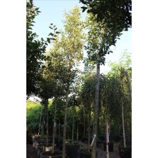 Crataegus Lavalleı Carrıereı( Beyaz Çiçekli  Alıç)Nergis Peyzaj
 Crataegus Lavalleı Carrıereı( Beyaz Çiçekli  Alıç)Nergis Peyzaj