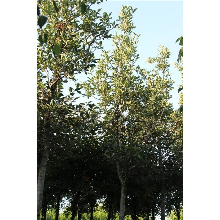 Crataegus Lavalleı Carrıereı( Beyaz Çiçekli  Alıç)Nergis Peyzaj
