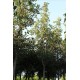 Crataegus Lavalleı Carrıereı( Beyaz Çiçekli  Alıç)Nergis Peyzaj
